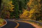 Autumn color along the Wind River Road in the Gifford Pinchot National Forest, Washington State. Art Print